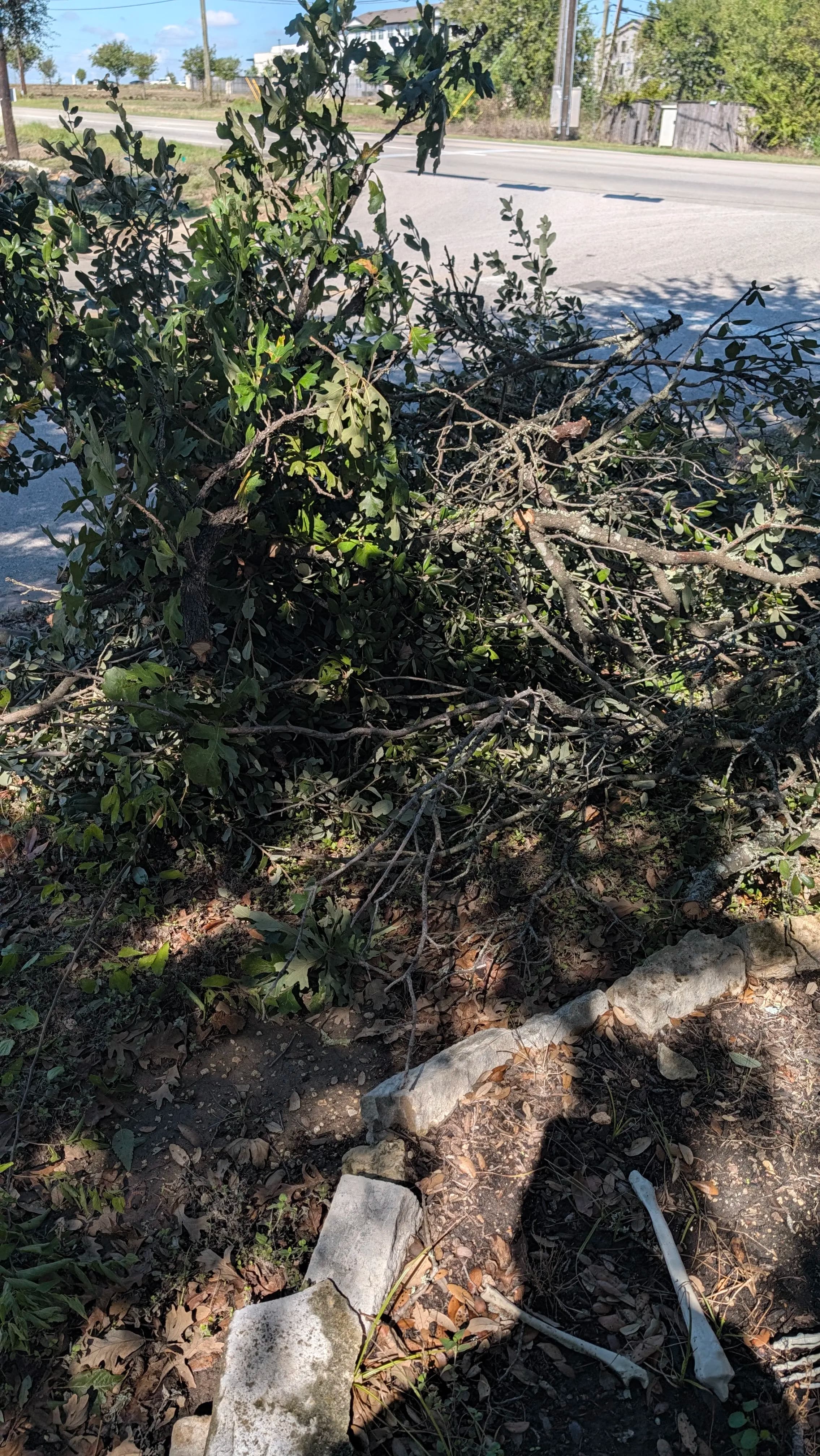 Project Brush Pile Cleared Right at the Curb in Pflugerville image