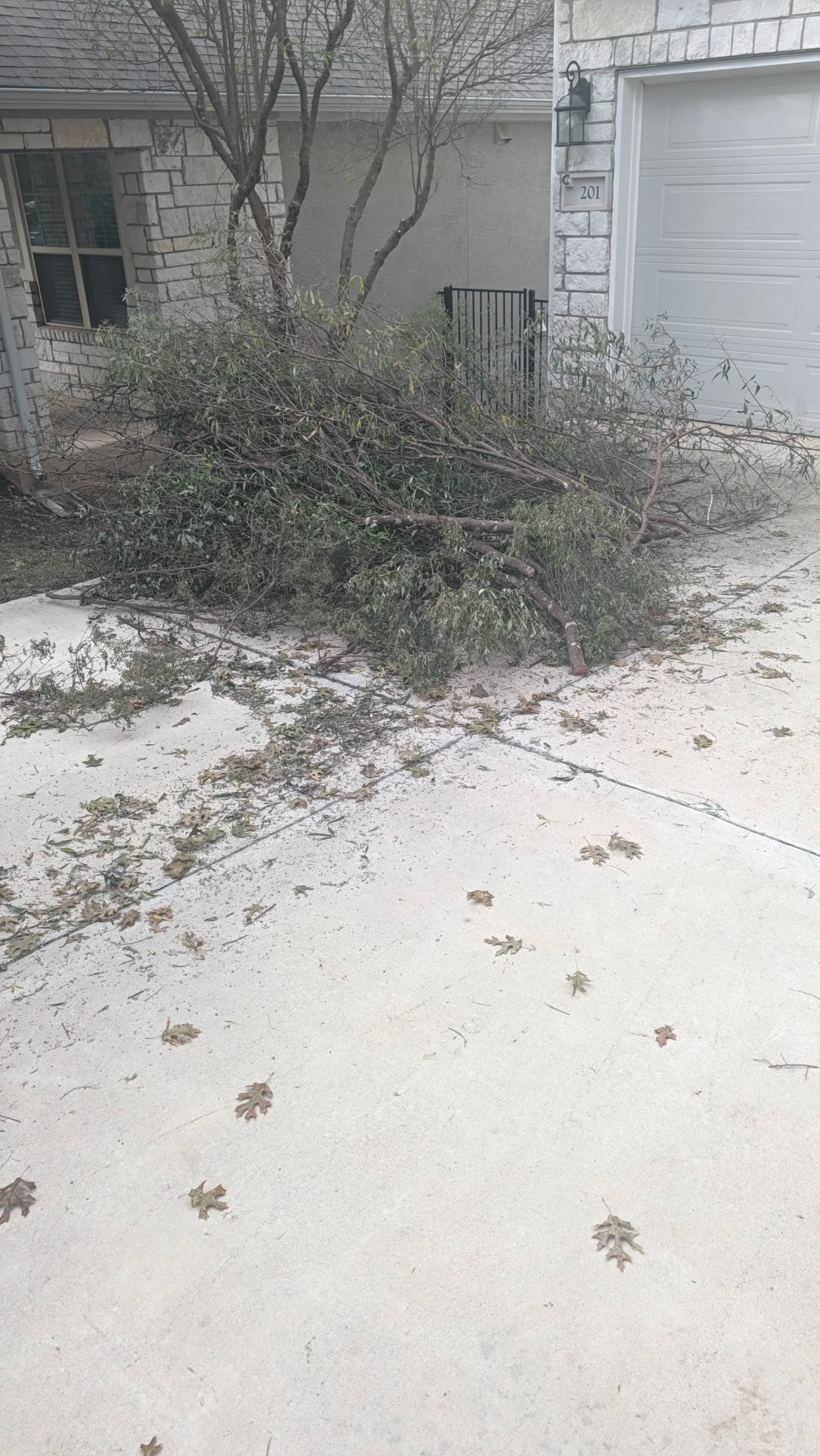 Tree Debris Removal Done Right in Rancho Sienna image