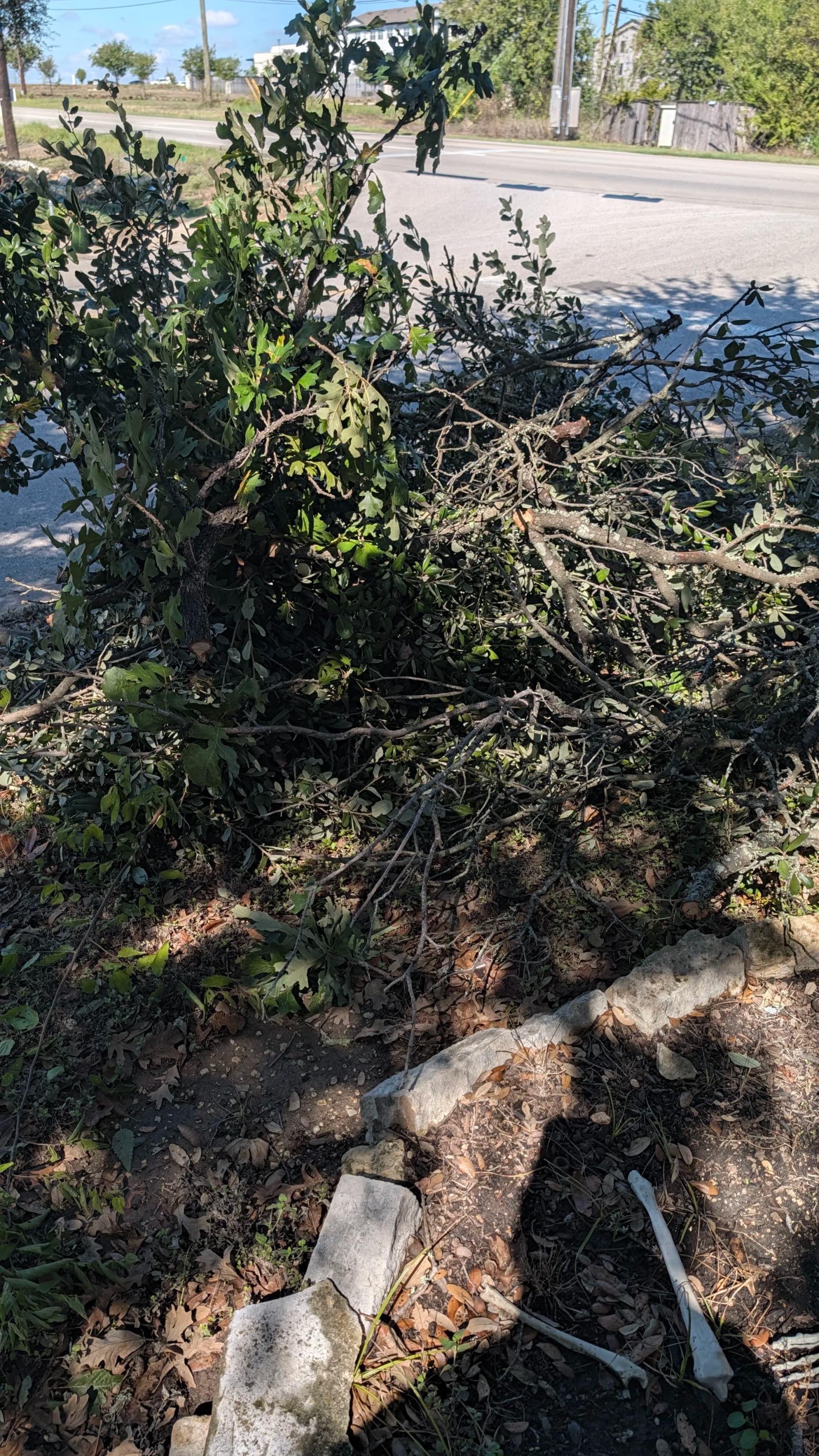 Brush Pile Cleared Right at the Curb in Pflugerville image
